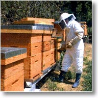 Muriel Gaye apicultrice productrice  Lestelle-Bétharram.